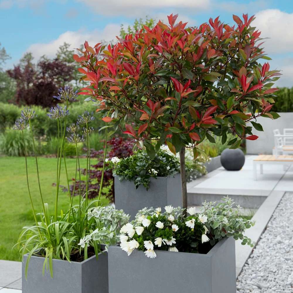 Photinia Carre Rouge tip copacel, ornamental cu frunzis rosu intens, gradinii mici, ghiveci - Image 4