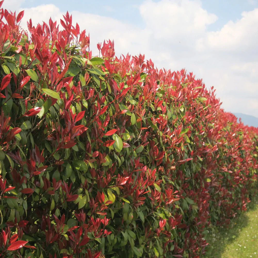 Photinia Red Robin, gard viu rosu vesnic verde, rezistent la frig si la seceta - Image 11