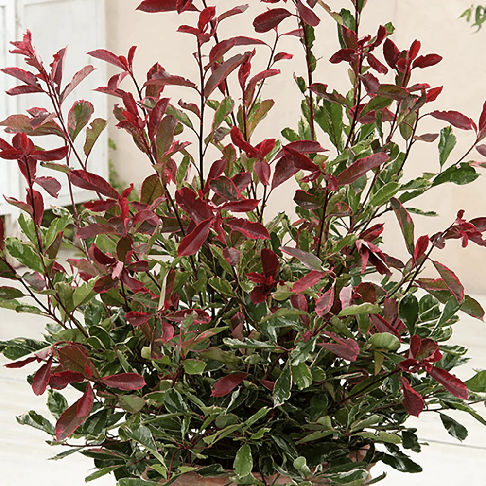 Photinia Pink Marble - Image 3