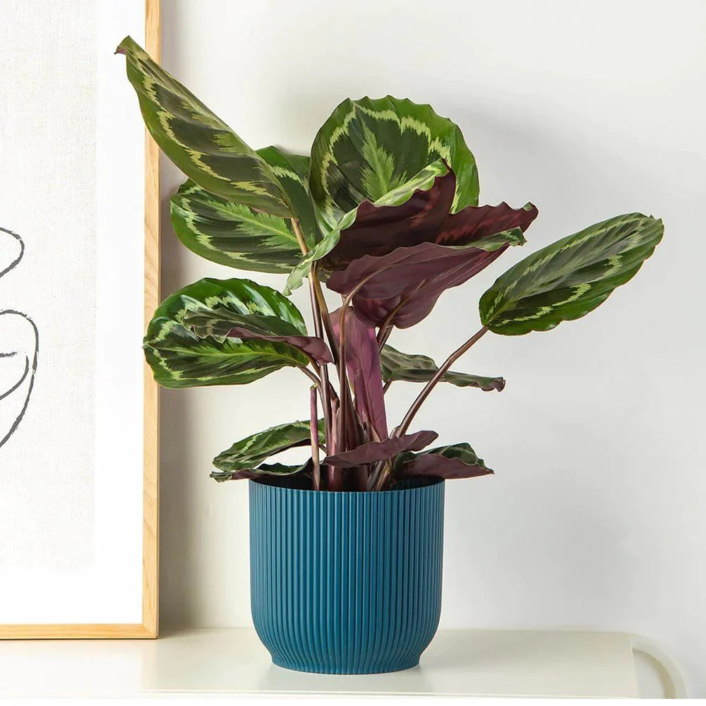 Planta care se Roaga Calathea Medallion, frunze elegante rotunde cu model simetric, verde si margini argintii, perfecta pentru orice decor interior, 35-45 cm - Image 4