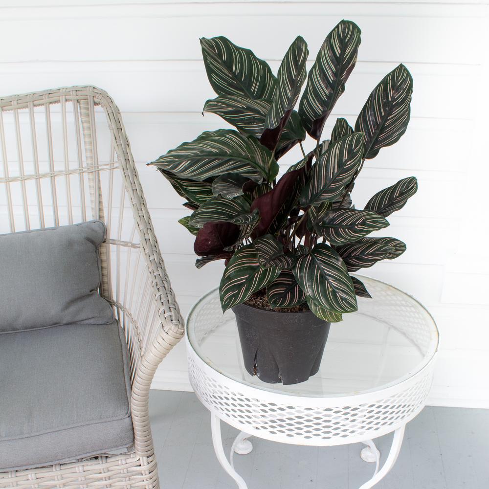 Planta Care Se Roaga (Calathea Ornata), 20 cm, planta de interior tropicala cu frunze verzi si dungi roz, dos mov - Image 7