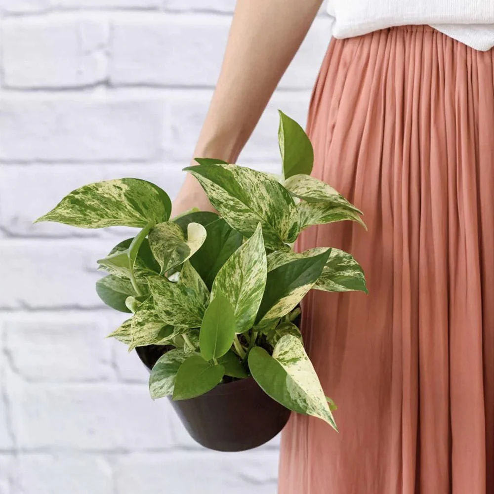 Iedera diavolului Epipremnum Aureum, 35-45 cm, planta de apartament curgatoare, cu frunze pestrite verzi-galbene - Image 6