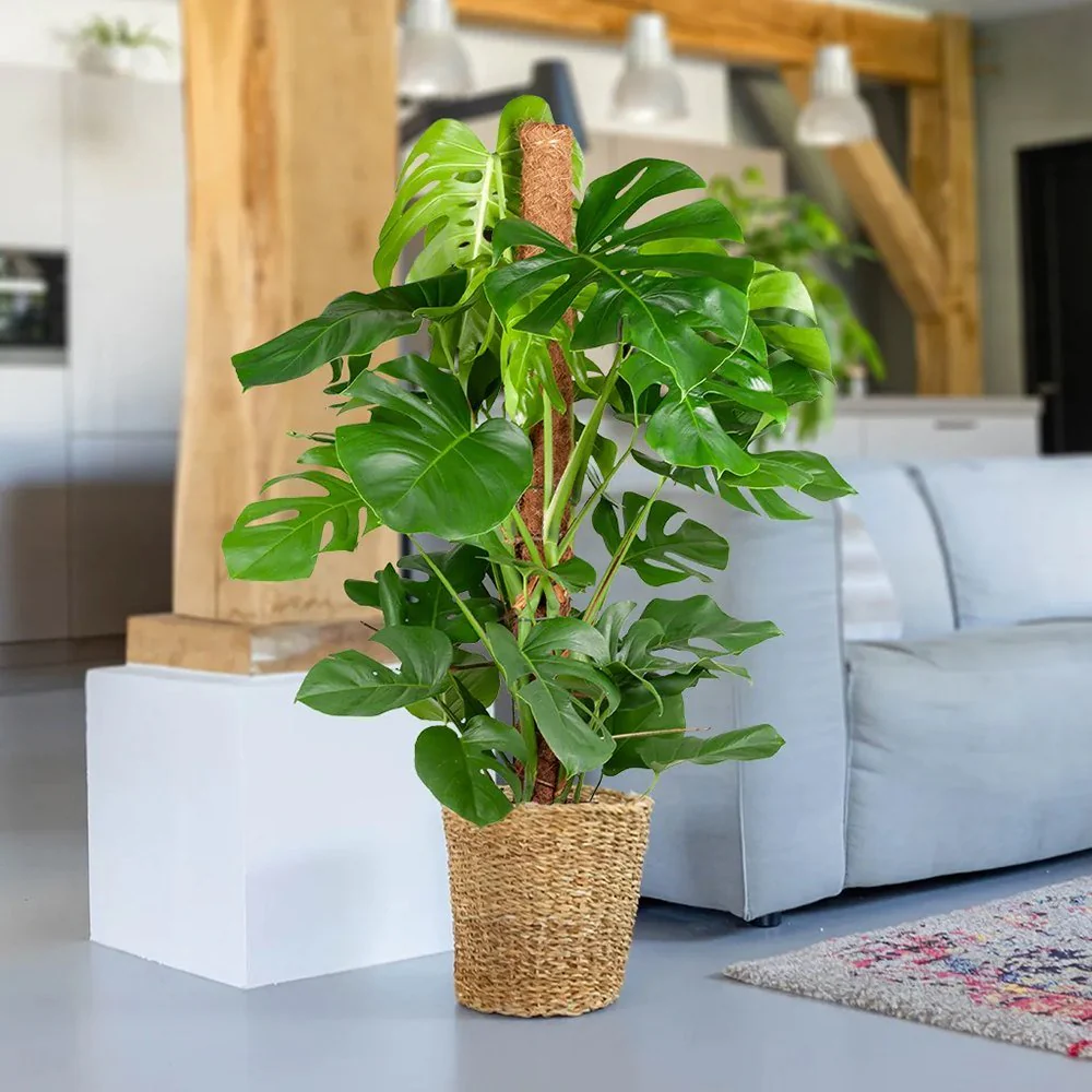 Planta de apartament Monstera Deliciosa, 120 cm, frunze mari tropicale perforate natural, usor de ingrijit, purificatoare de aer - Image 10