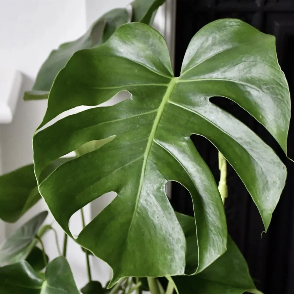 Planta de apartament Monstera Deliciosa, 120 cm, frunze mari tropicale perforate natural, usor de ingrijit, purificatoare de aer - Image 3