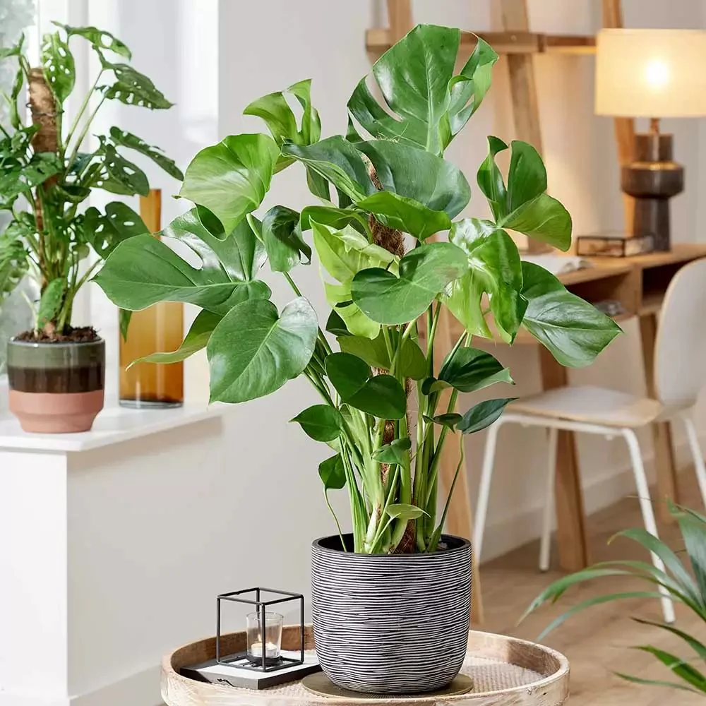 Planta de apartament Monstera Deliciosa, 120 cm, frunze mari tropicale perforate natural, usor de ingrijit, purificatoare de aer - Image 8