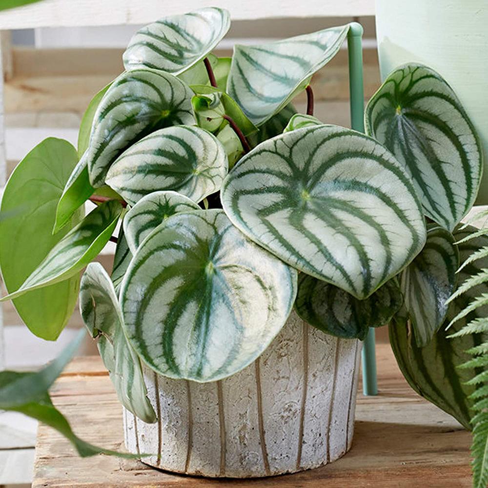 Planta de Cauciuc (Peperomia Argyreia) - 20 cm - Image 4