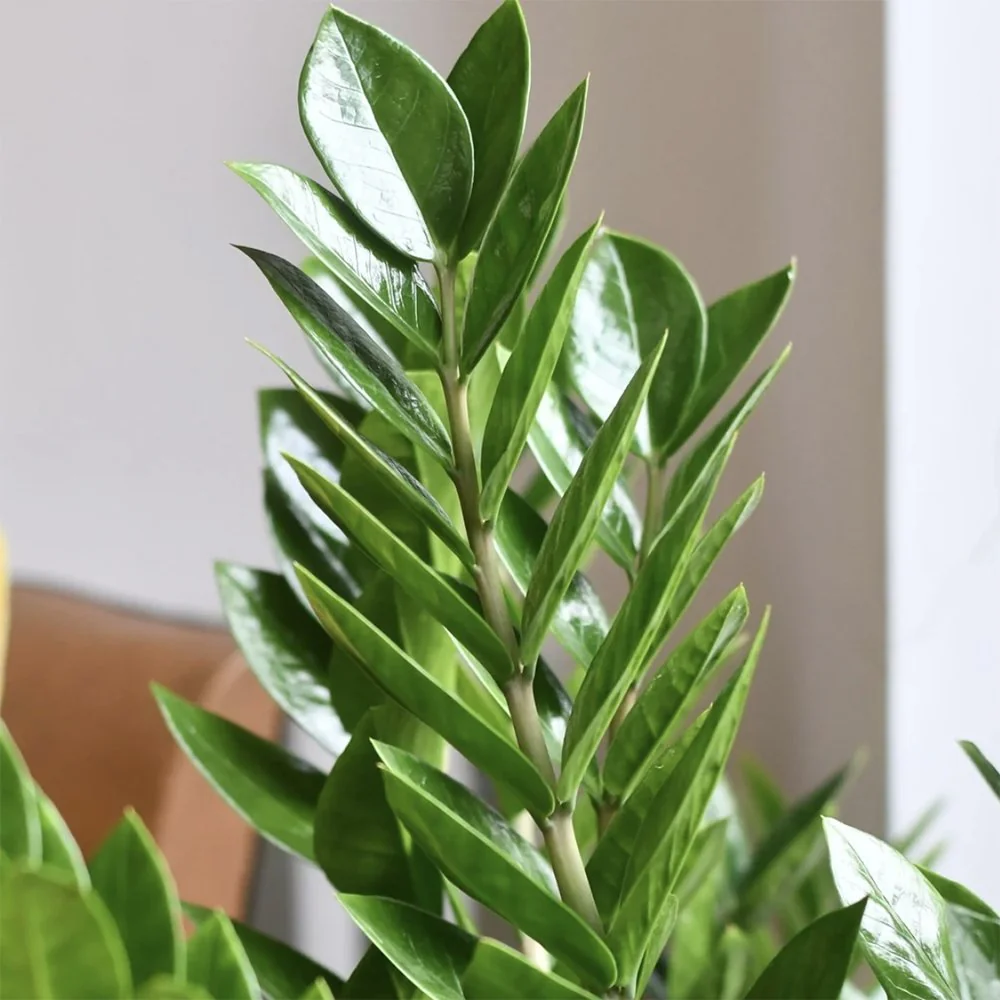 Planta Norocului (Zamioculcas Zamiifolia), 95-100 cm, 10 ramuri/ghiveci, planta de apartament cu frunze suculente, rezistent umbra, rezistenta, udare rara - Image 10
