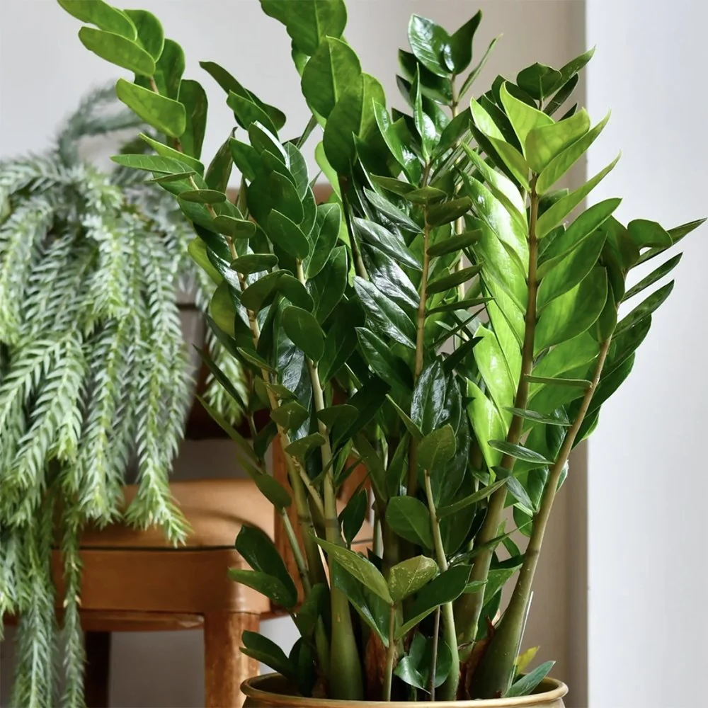 Planta Norocului (Zamioculcas Zamiifolia), 95-100 cm, 10 ramuri/ghiveci, planta de apartament cu frunze suculente, rezistent umbra, rezistenta, udare rara - Image 3