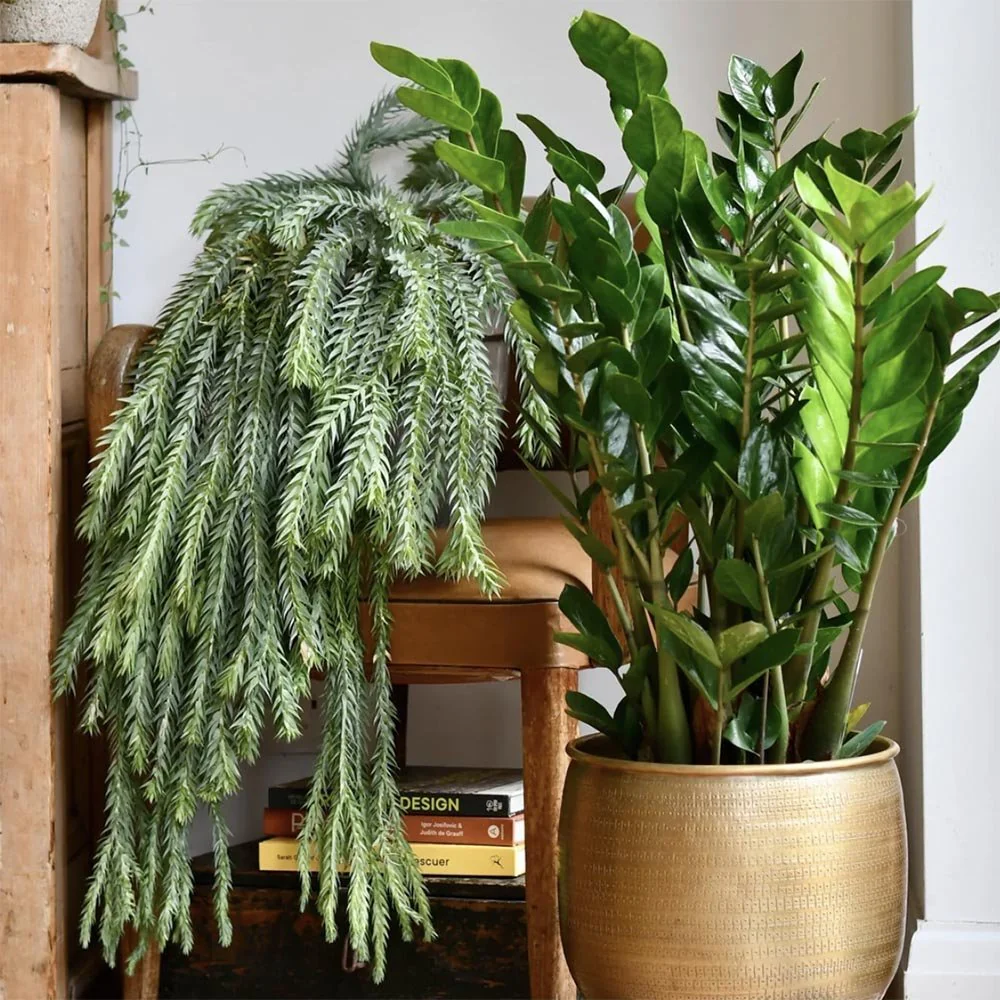 Planta Norocului (Zamioculcas Zamiifolia), 95-100 cm, 10 ramuri/ghiveci, planta de apartament cu frunze suculente, rezistent umbra, rezistenta, udare rara - Image 4