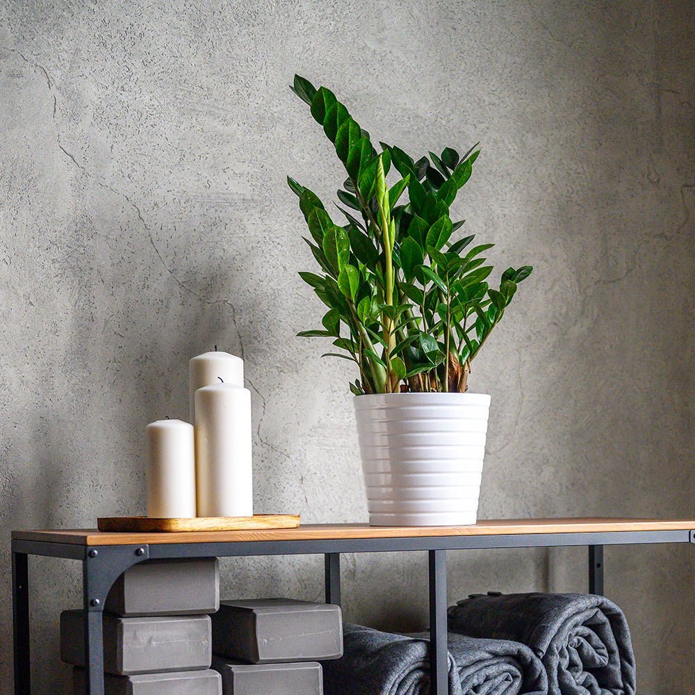 Planta Norocului (Zamioculcas Zamiifolia), 95-100 cm, 10 ramuri/ghiveci, planta de apartament cu frunze suculente, rezistent umbra, rezistenta, udare rara - Image 6