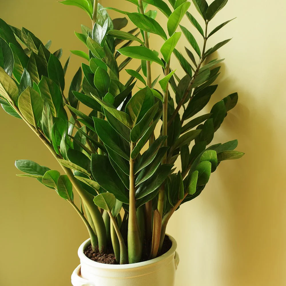 Planta Norocului (Zamioculcas Zamiifolia), 60-70 cm, planta de apartament cu frunze suculente, rezistent umbra, rezistenta, udare rara - Image 3