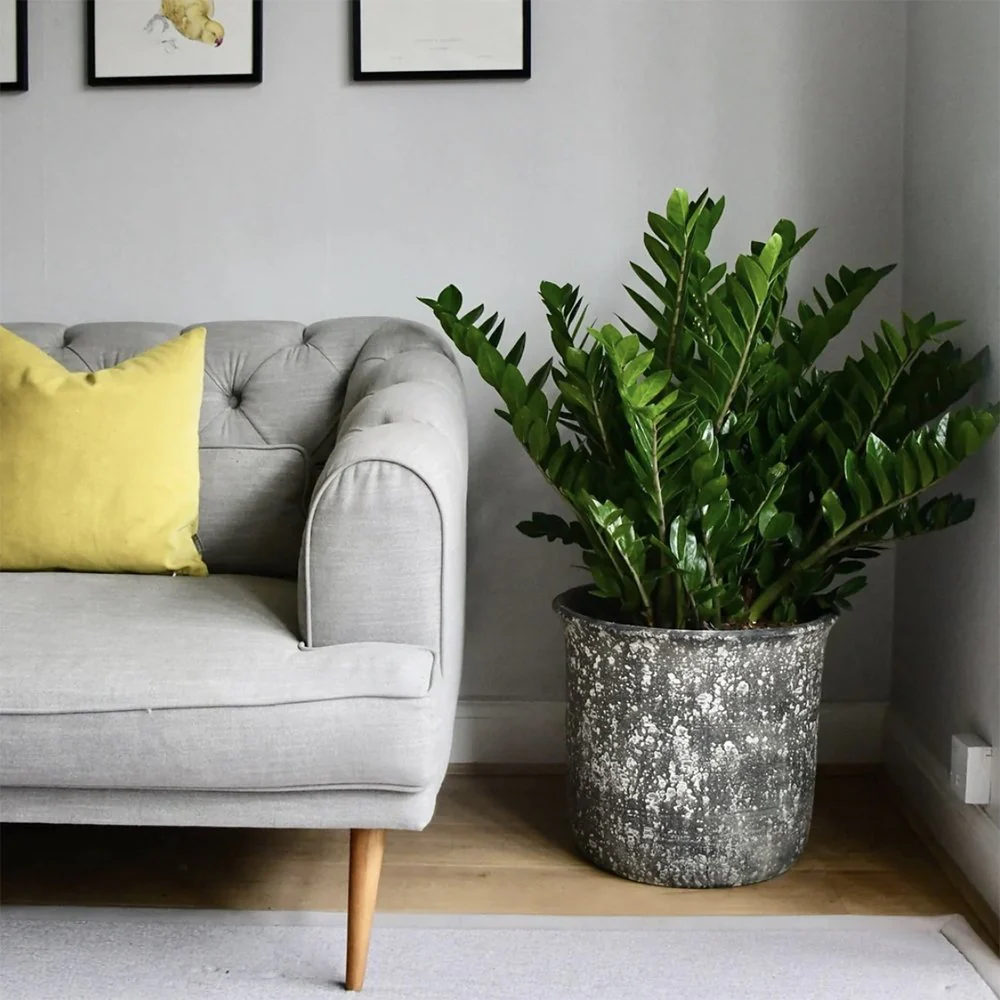 Planta Norocului (Zamioculcas Zamiifolia), 60-70 cm, planta de apartament cu frunze suculente, rezistent umbra, rezistenta, udare rara - Image 6