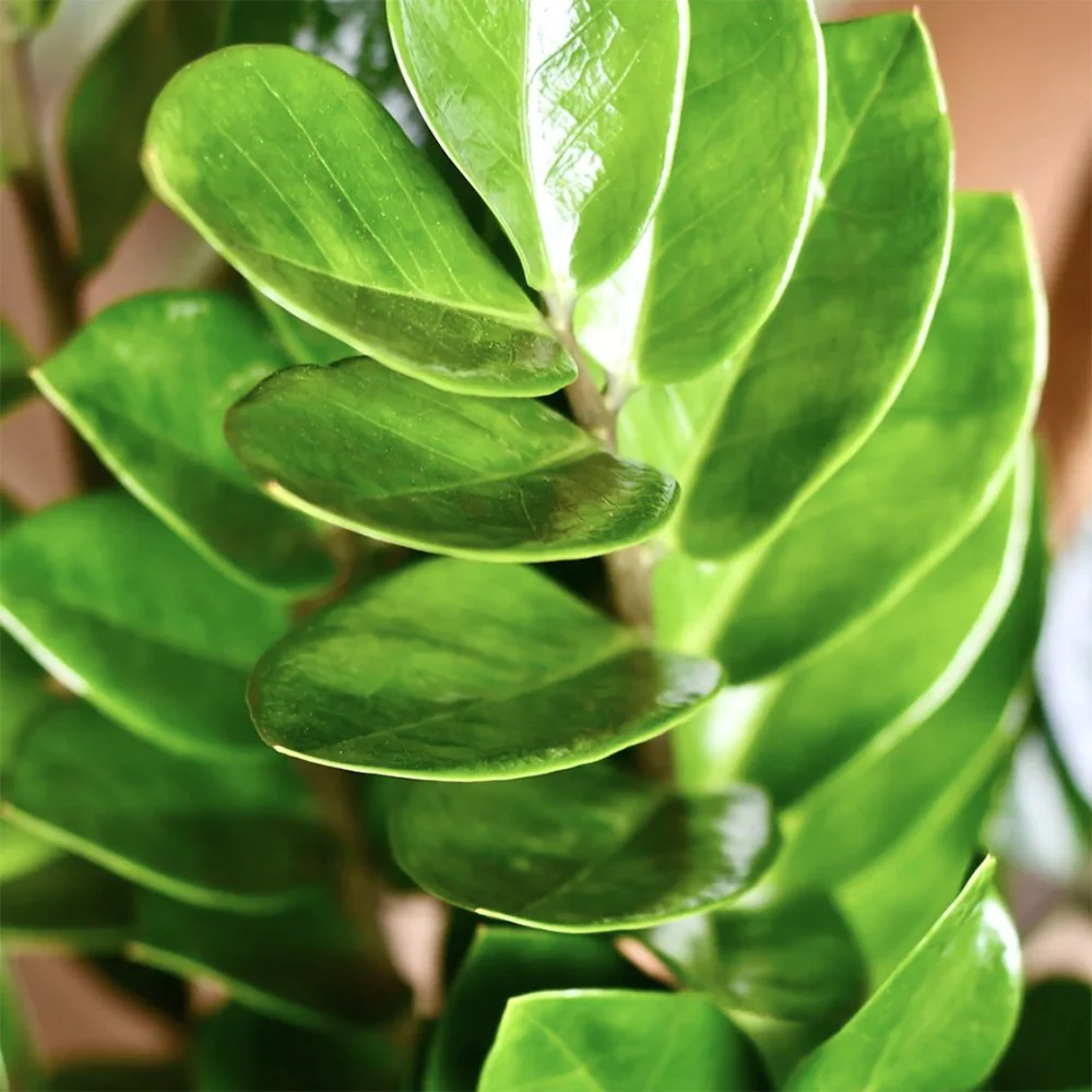 Planta Norocului (Zamioculcas Zamiifolia), 60-70 cm, planta de apartament cu frunze suculente, rezistent umbra, rezistenta, udare rara - Image 8