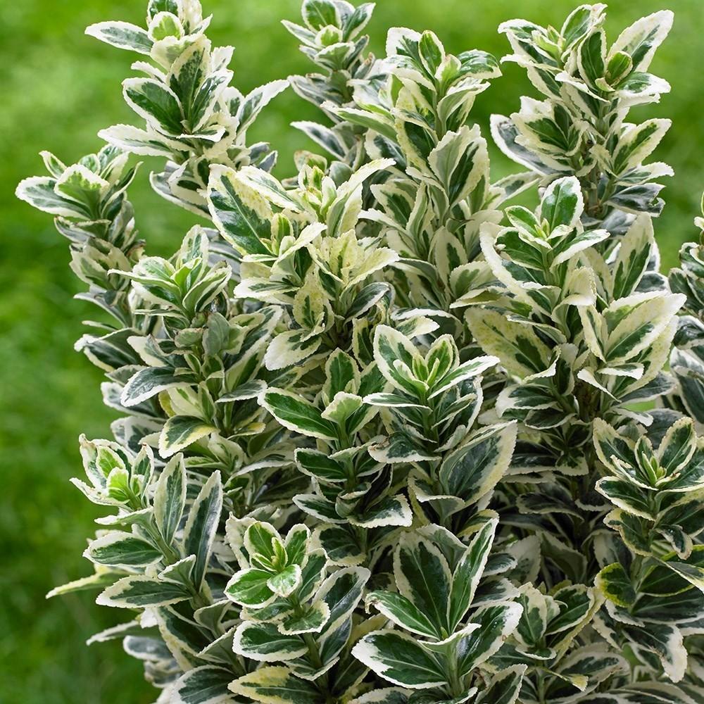 Salba Japoneza Euonimus White Spire, arbust vesnic verde frunzis alb-crem ideal gard viu sau ghiveci - Image 6