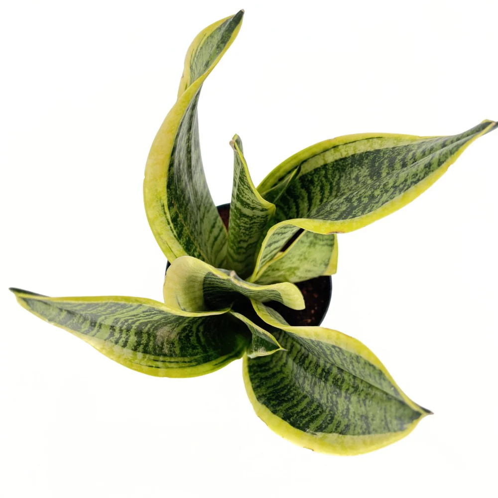 Sansevieria (Limba Soacrei) Laurentii, 40 cm, planta de interior purificatoare de aer, frunze verzi cu margini galbene elegante, ingrijire foatre usoara - Image 14
