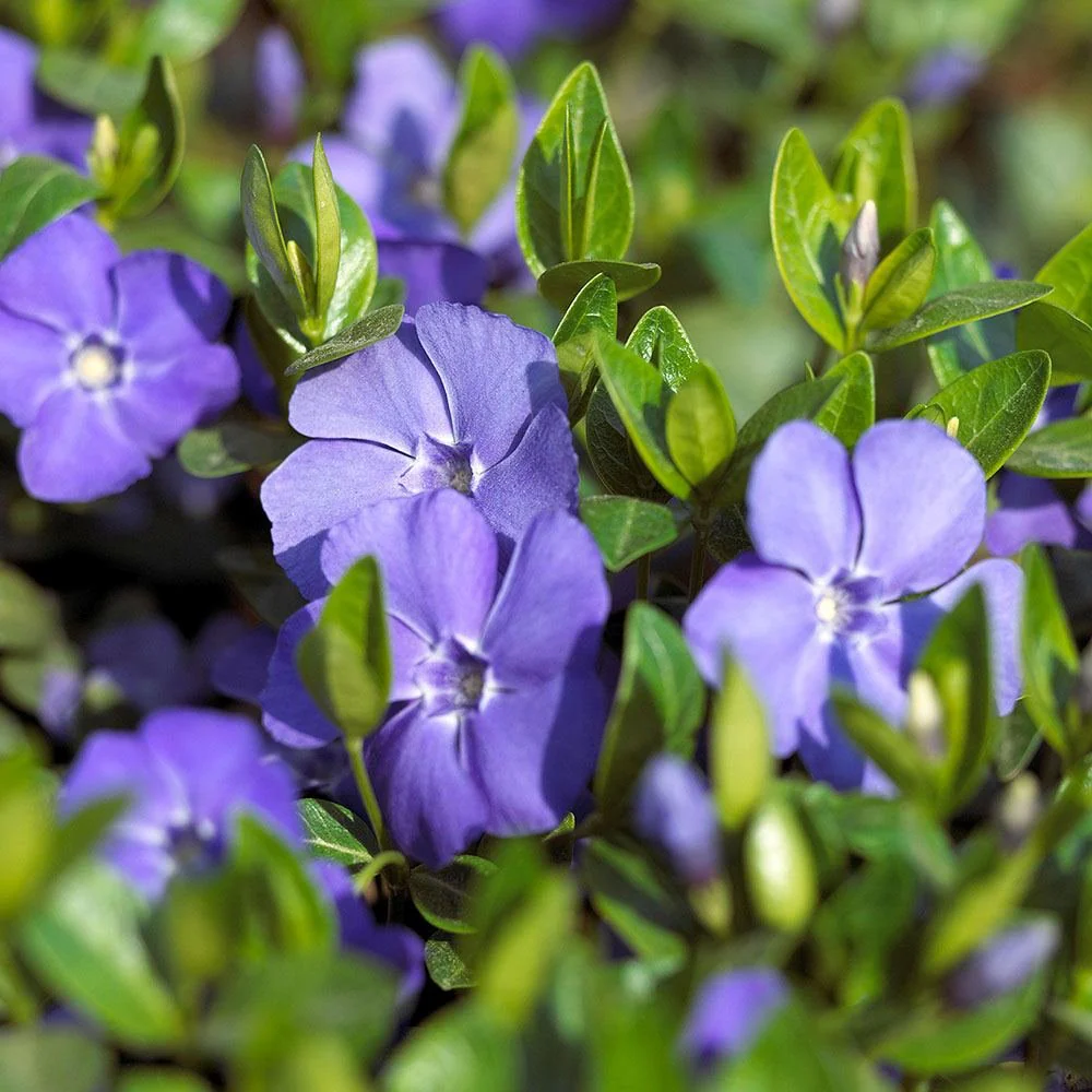 Saschiu cu frunza mare (Vinca Major), taratoare, vesnic verde cu flori albastre-mov, pentru semi-umbra sau umbra - Image 3