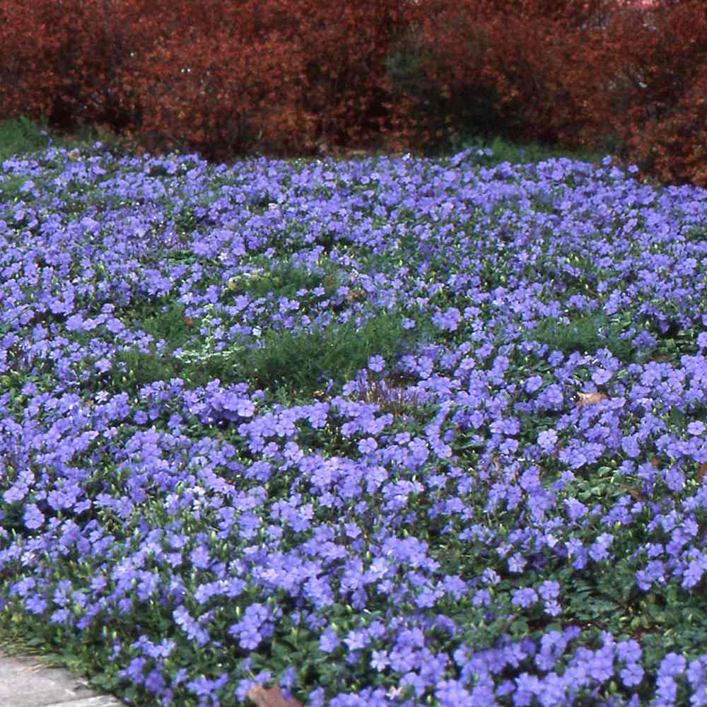 Saschiu cu frunza mica (Vinca Minor), taratoare, vesnic verde cu flori albastre-mov, semi-umbra sau umbra - Image 11
