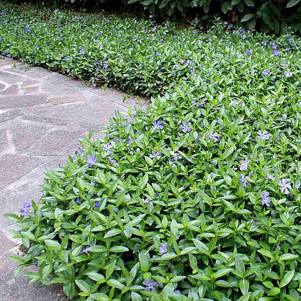 Saschiu cu frunza mica (Vinca Minor), taratoare, vesnic verde cu flori albastre-mov, semi-umbra sau umbra - Image 8