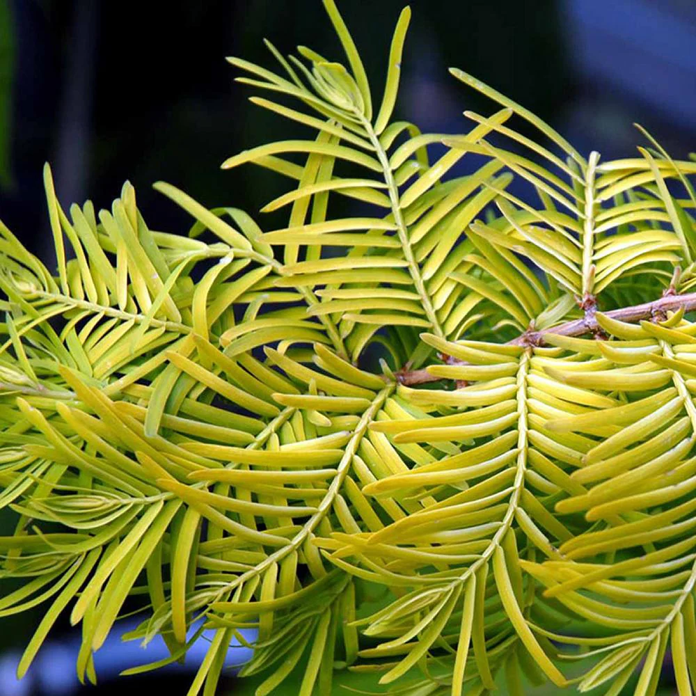 Arborele Sequoia Goldrush (Metasequoia Glyptostroboides Gold Rush), arbore ornamental rar cu frunzis auriu, crestere rapida, fosil viu - Image 5