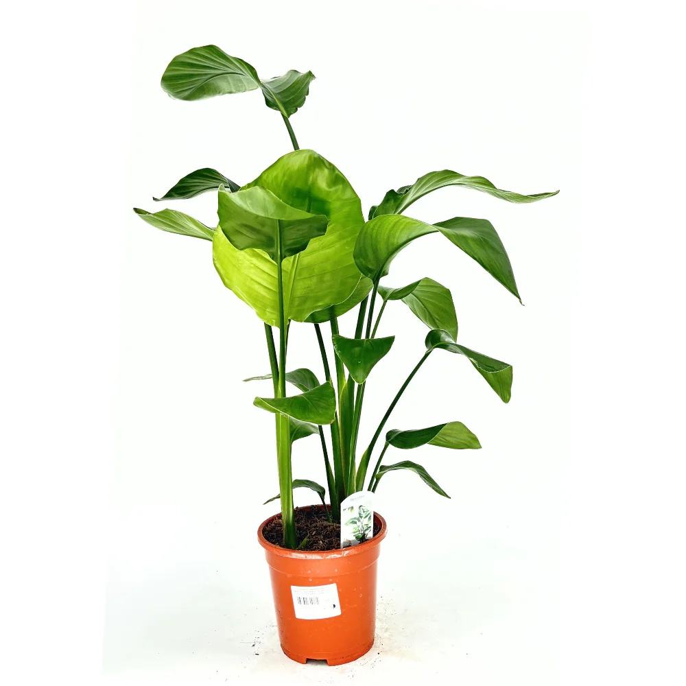 Top Plante de Interior