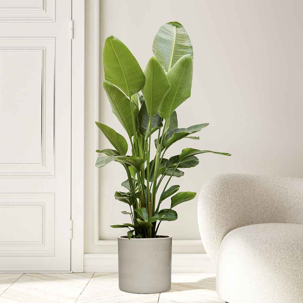 Strelitzia Nicolai, 200 cm, Pasarea alba a paradisului, planta exotica mare cu frunze uriase tropicale decorative pentru interior - Image 4