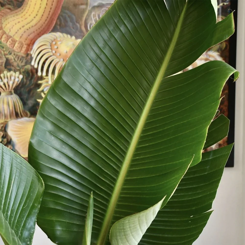 Strelitzia Nicolai, 200 cm, Pasarea alba a paradisului, planta exotica mare cu frunze uriase tropicale decorative pentru interior - Image 8
