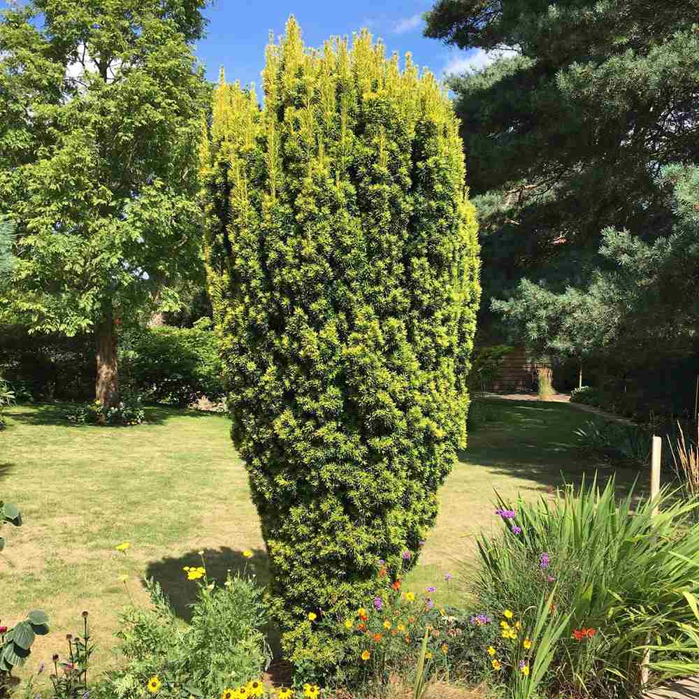 Tisa Columnar Auriu (Taxus Baccata Aureamarginata), cu ace galben-aurii - Image 3