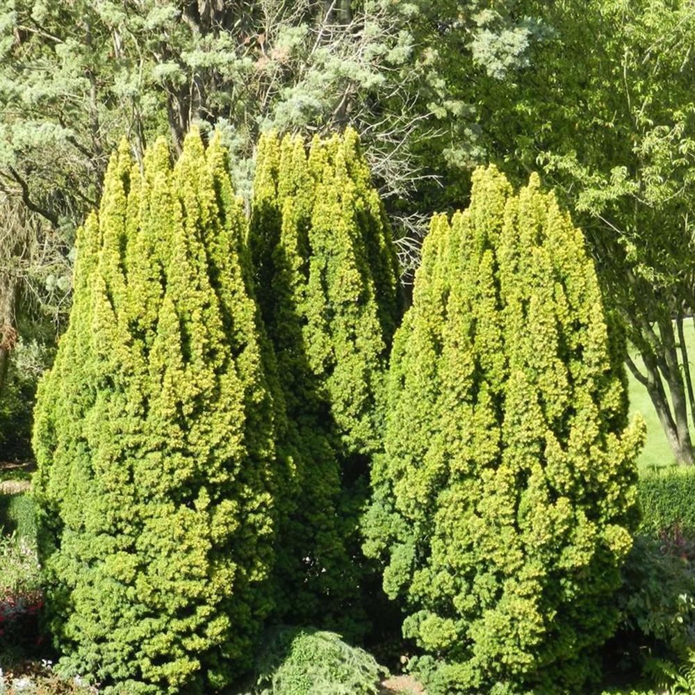 Tisa Columnar Auriu (Taxus Baccata Aureamarginata), cu ace galben-aurii - Image 5