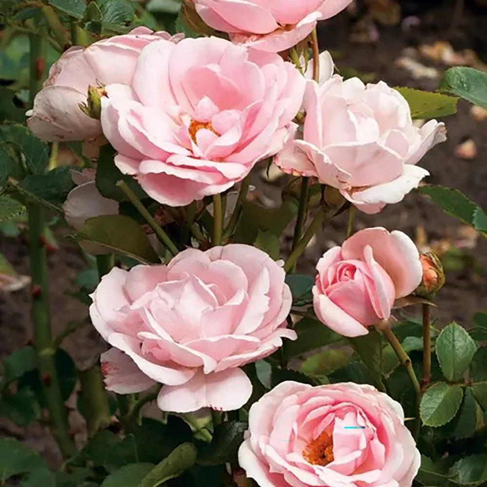 Trandafir Floribunda roz-pal Ballade, inflorire repetata - Image 3