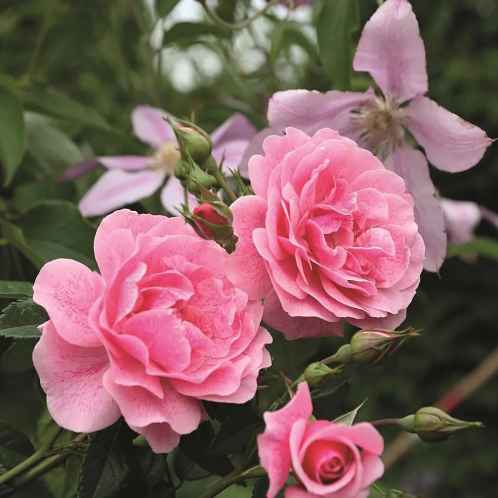 Trandafir Floribunda roz intens Camelot, cu parfum intens - Image 4