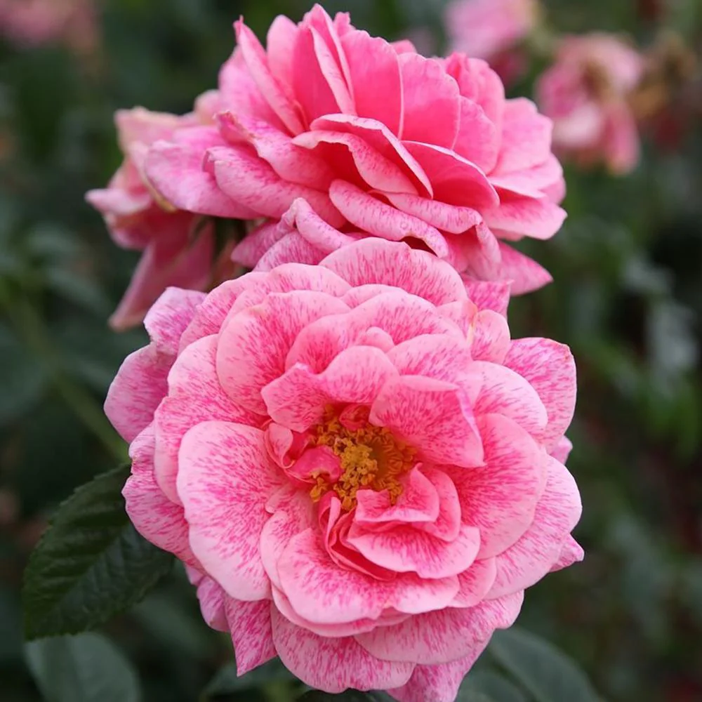 Trandafir Floribunda roz intens Camelot, cu parfum intens - Image 5