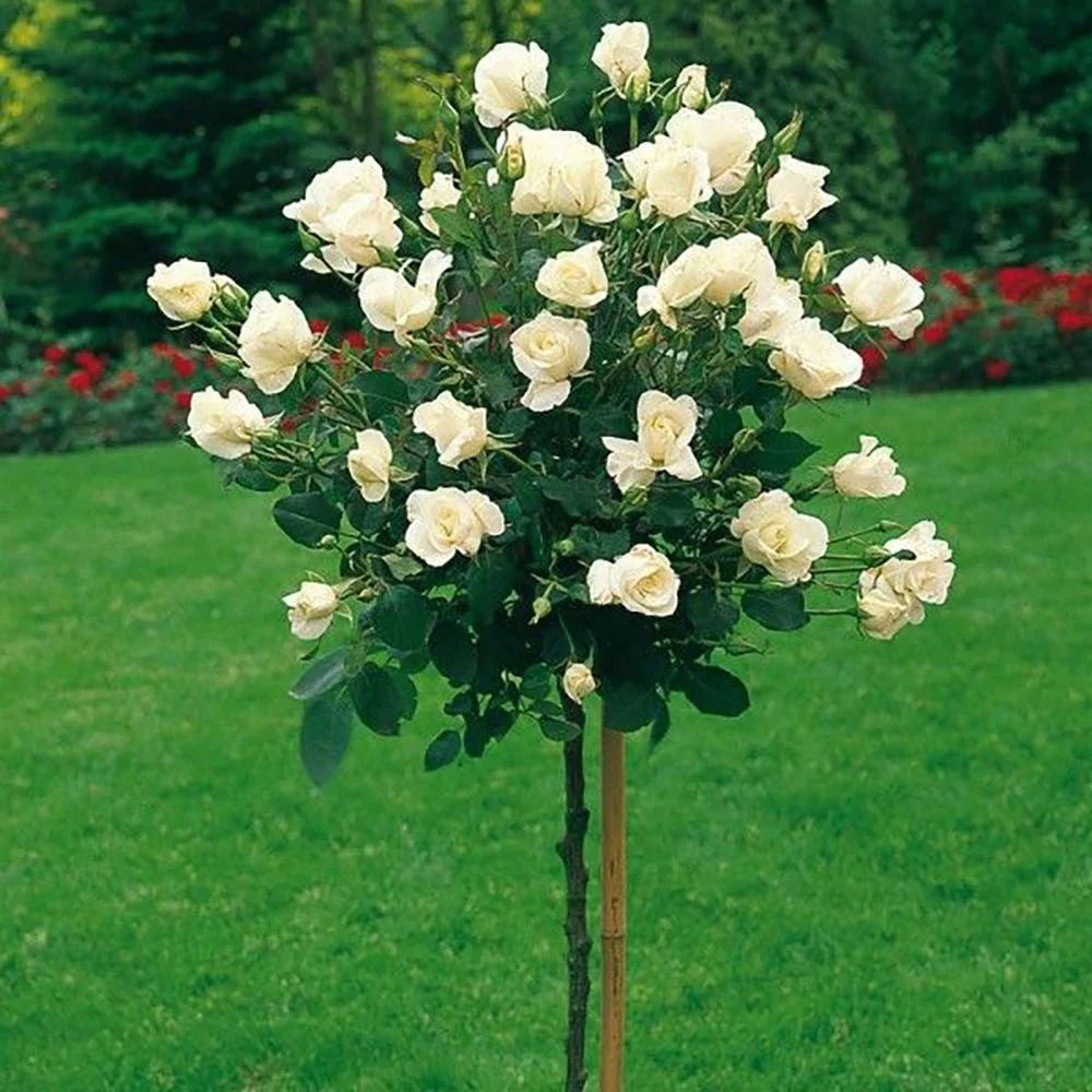 Trandafir Pomisor Alb Royal White, inflorire repetata - Image 3