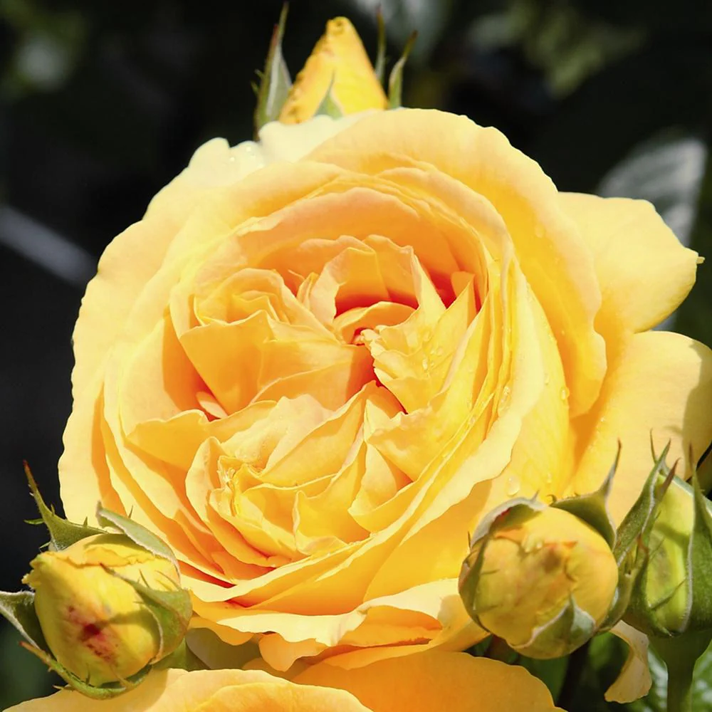 Trandafir Teahibrid/Nobil galben-auriu Candlelight, parfum intens - Image 3